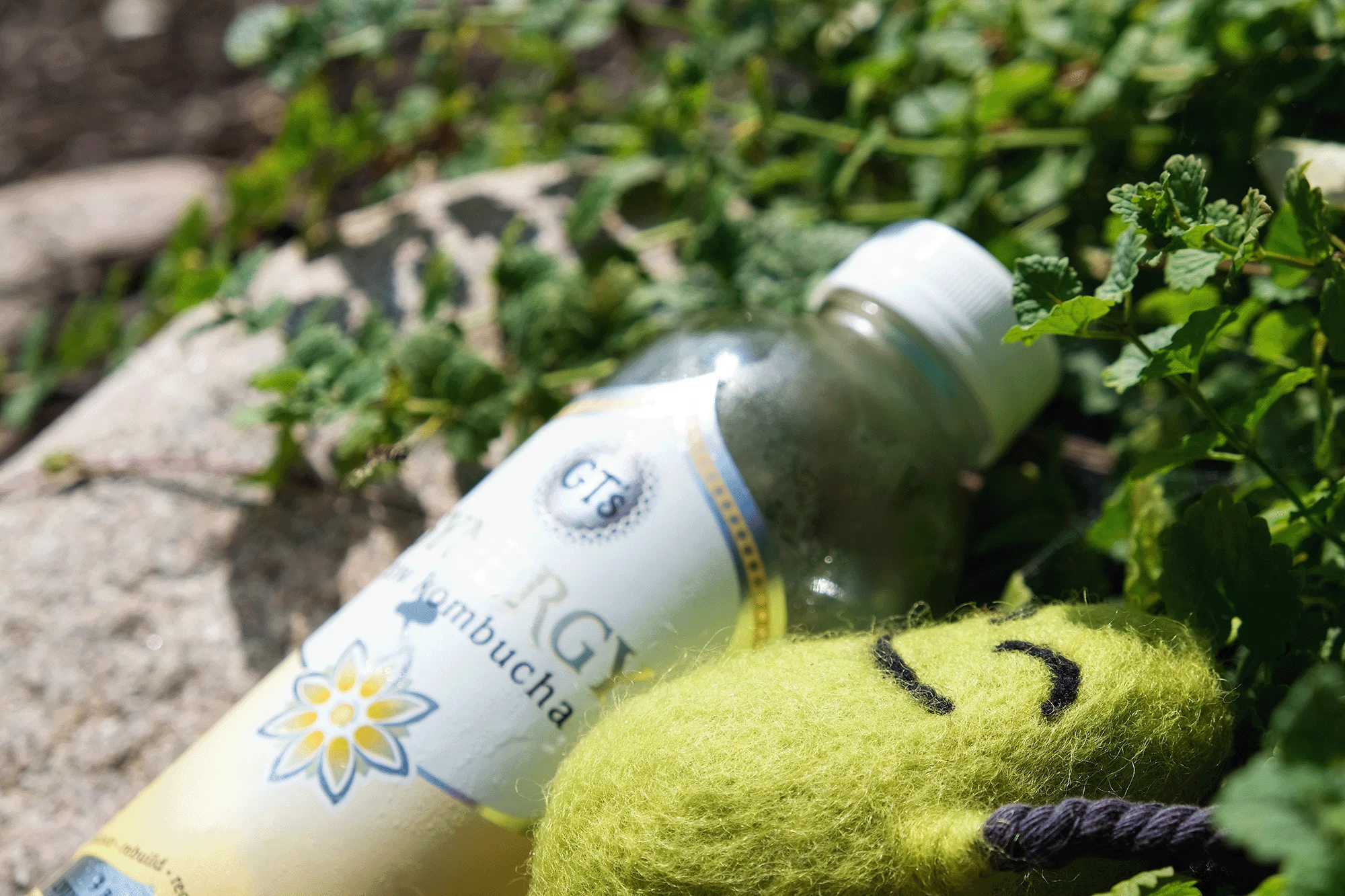 A felted Cloudia basking in the sun with Kombucha